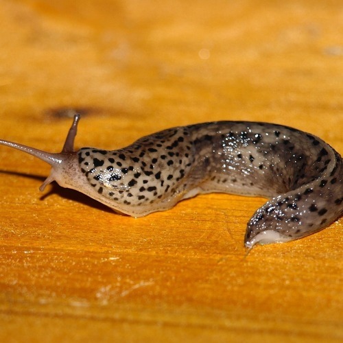 Gartentipps f&uuml;r den April